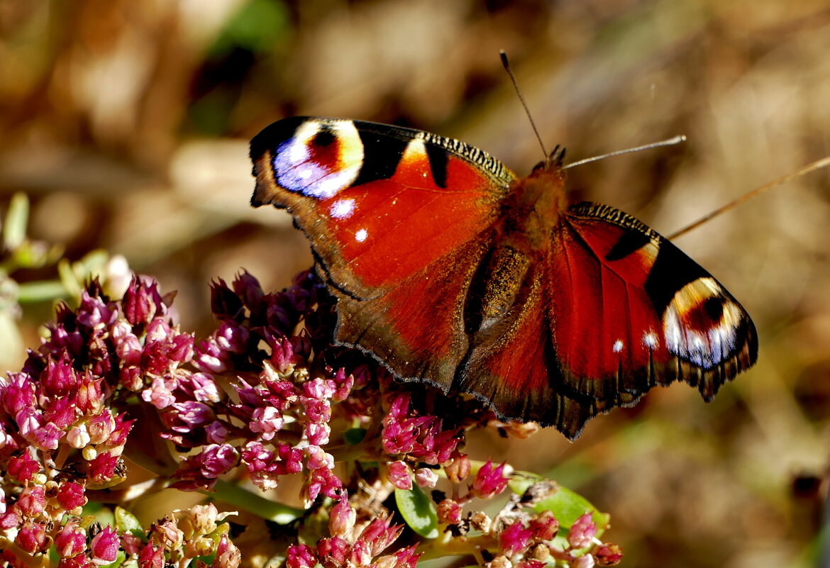 опять про бабочек...196 - Александр Прокудин опять про бабочек...196 - Александр Прокудин