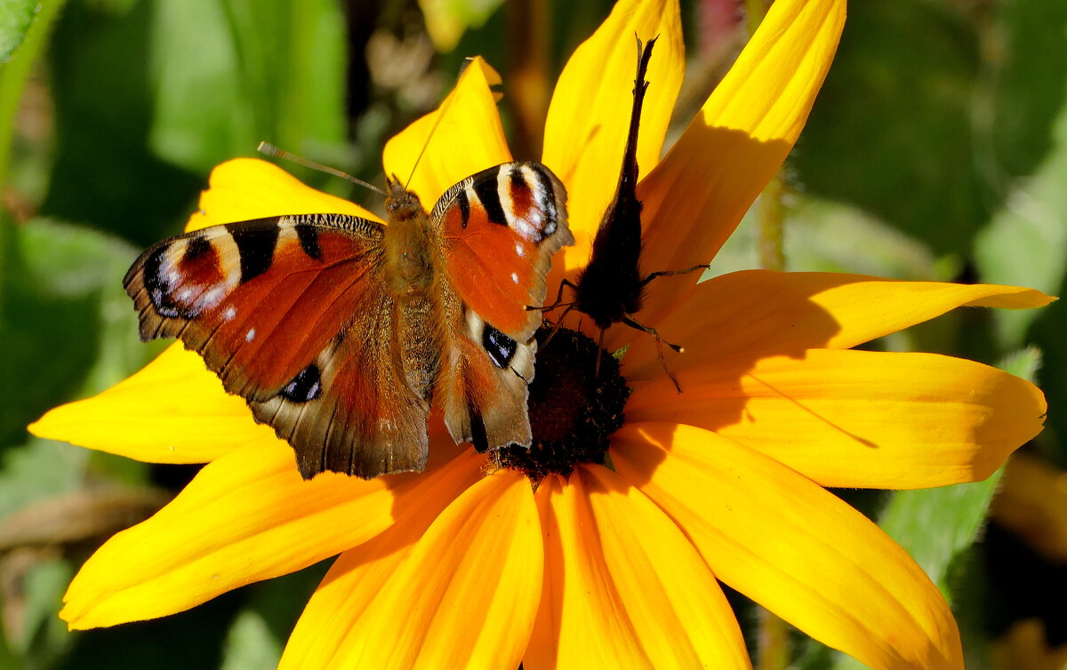 опять про бабочек...198 - Александр Прокудин опять про бабочек...198 - Александр Прокудин