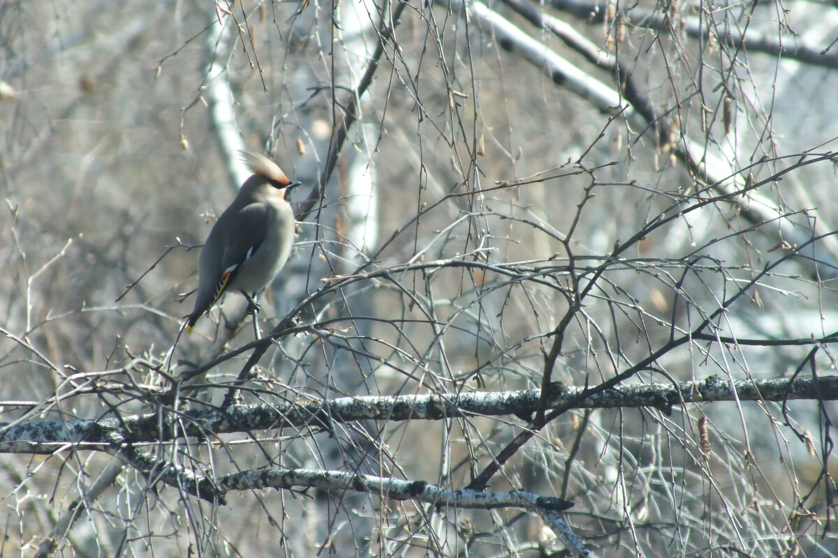 *** - Сергей Сергеев