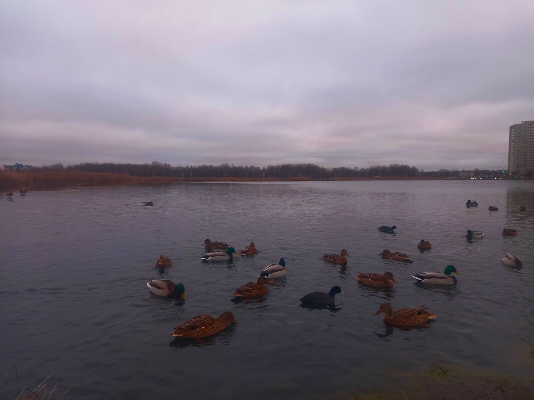 Утки на закате - Сапсан 