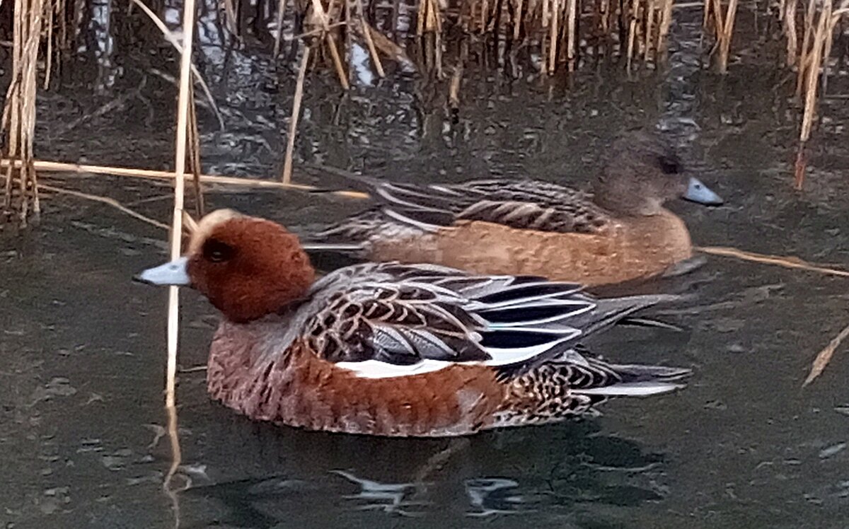 Свиязи - Сапсан 