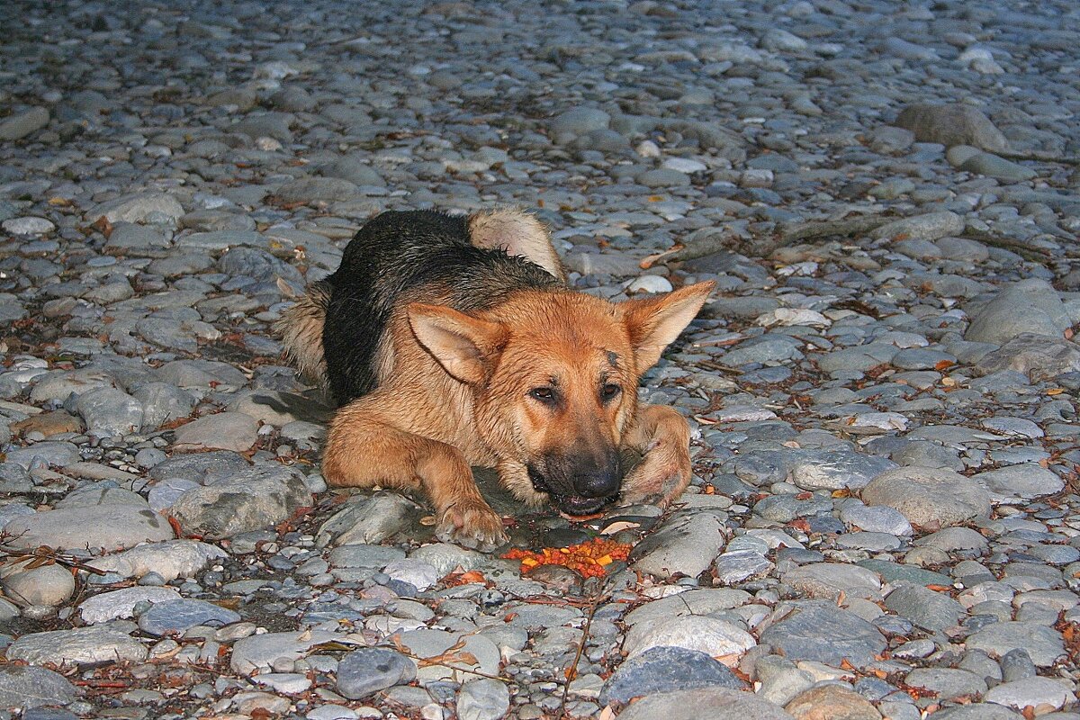 Каньон реки Мзымта Сочи - Tata Wolf Каньон реки Мзымта Сочи - Tata Wolf