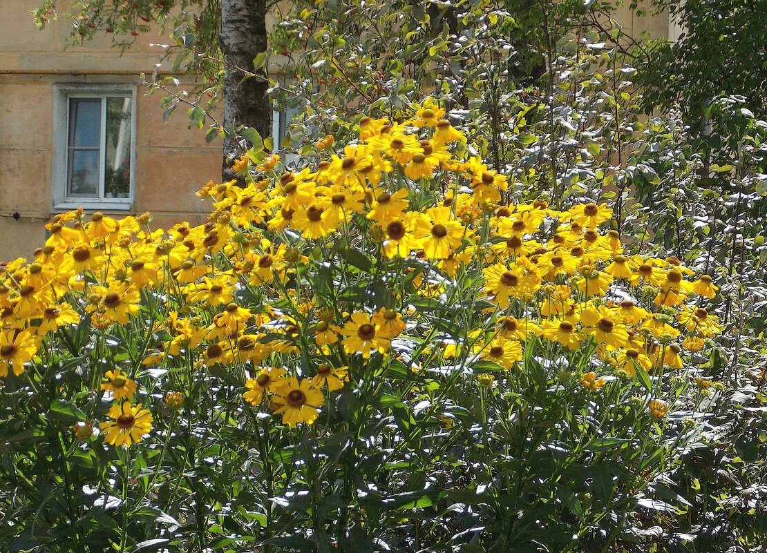 О лете. Желтый цвет - Фотогруппа Весна О лете. Желтый цвет - Фотогруппа Весна