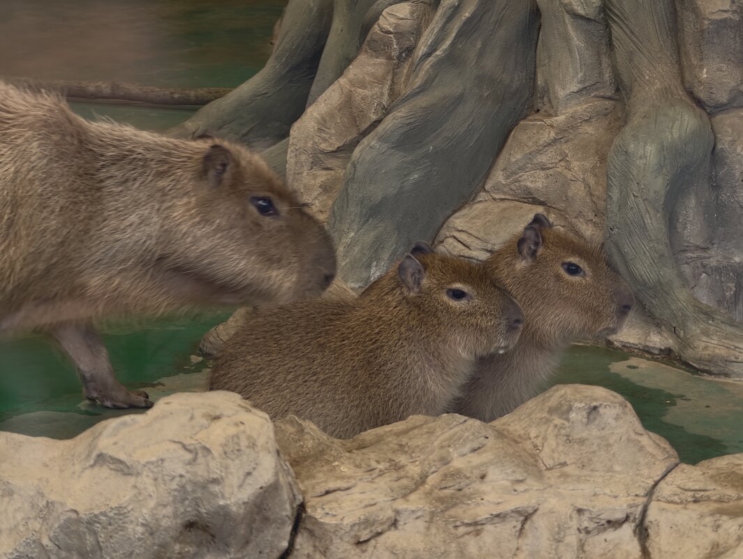 Капибара с малышами - <<< Наташа >>> Капибара с малышами - <<< Наташа >>>