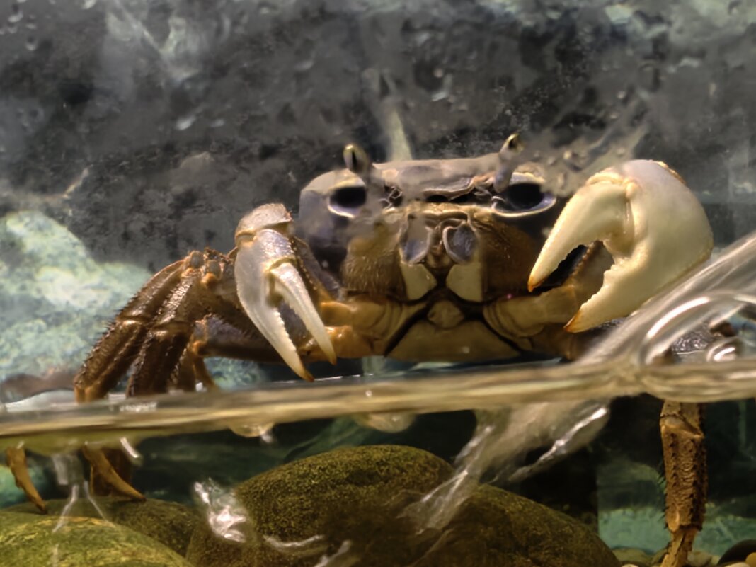 Краб - <<< Наташа >>>