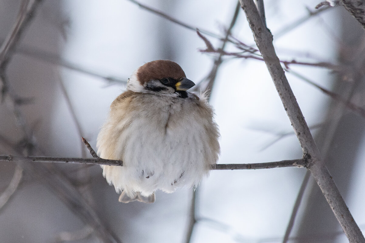 Холодно - Виктор Иванович Чернюк