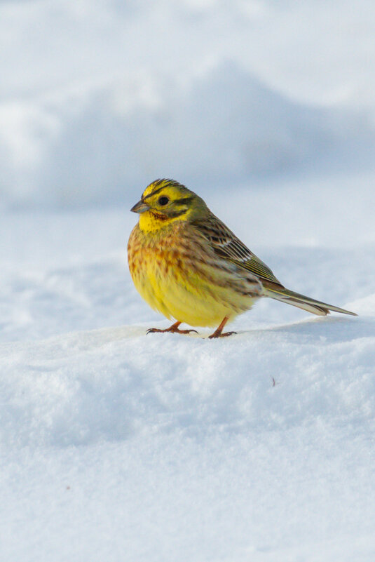 Овсянка на снегу - Владимир Лазарев Овсянка на снегу - Владимир Лазарев