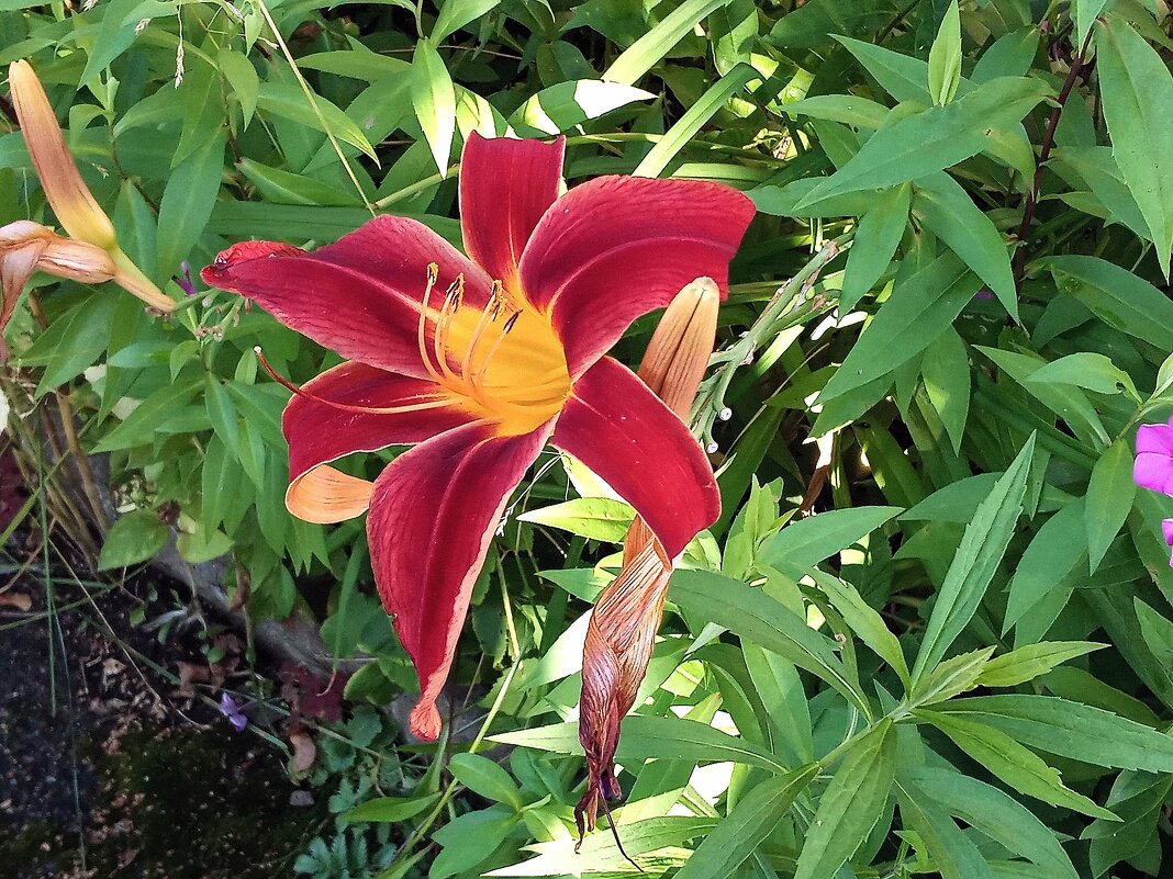 О лете.. Красный и зеленый - Фотогруппа Весна О лете.. Красный и зеленый - Фотогруппа Весна