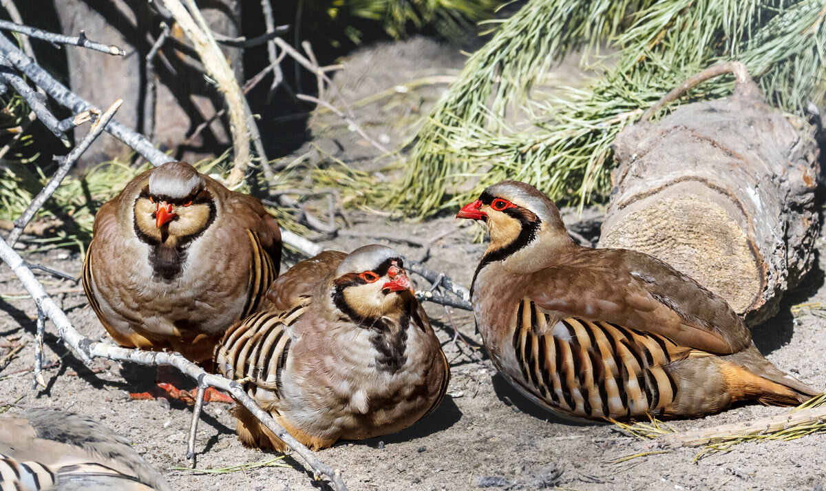 Кеклик - SanSan 