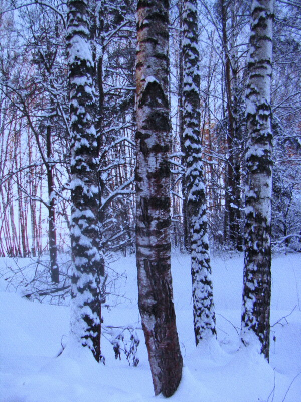 В лесу - Людмила Смородинская В лесу - Людмила Смородинская