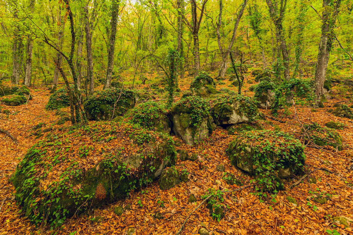 лес на Мангуп Кале - Виталий Емельянов лес на Мангуп Кале - Виталий Емельянов
