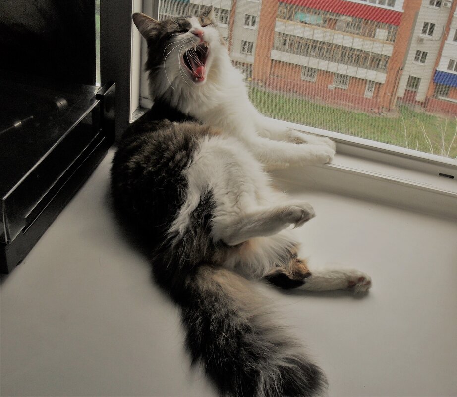 Манулий Муркинсон - Nora Nowhere