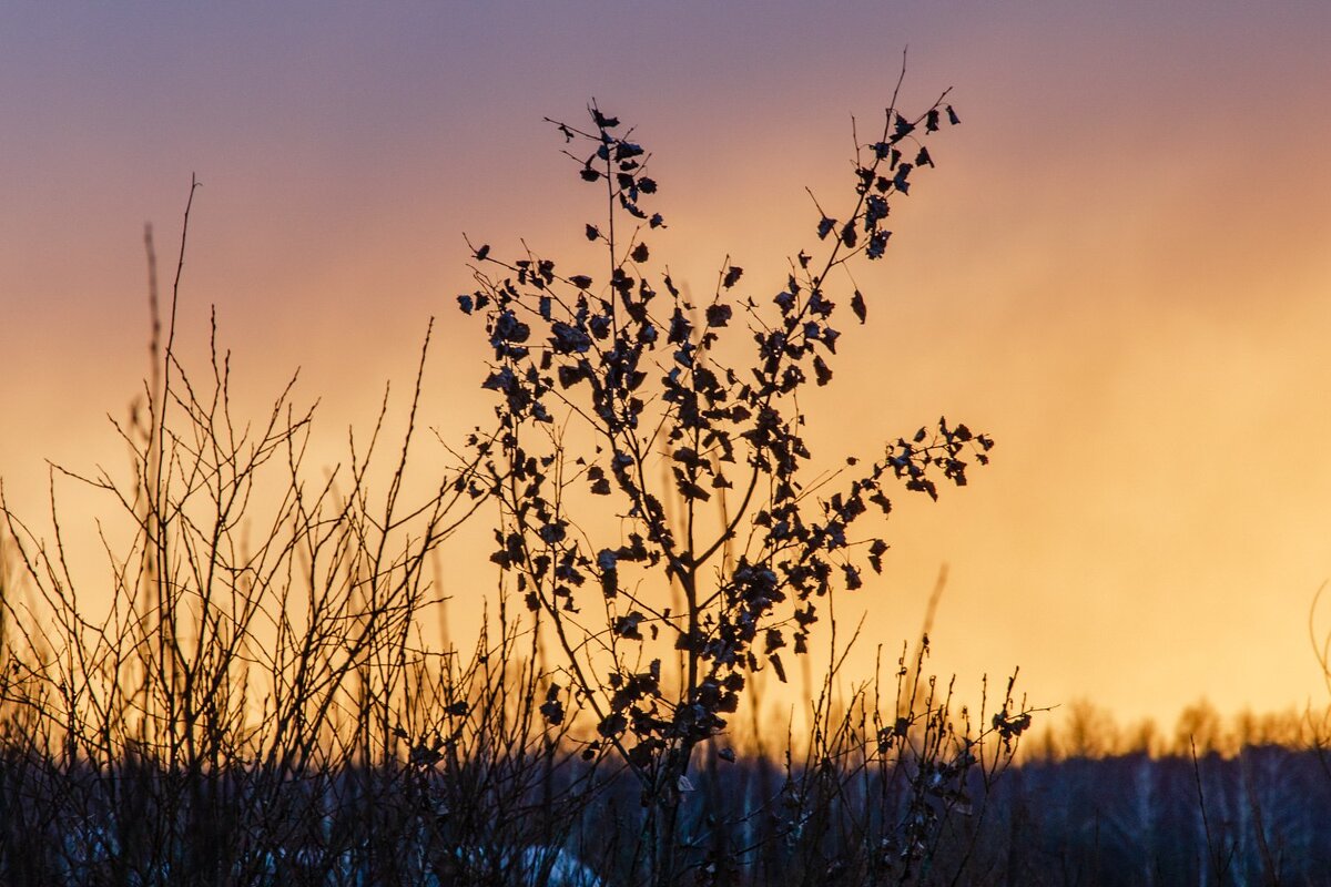 ___ - Галина Ложечникова