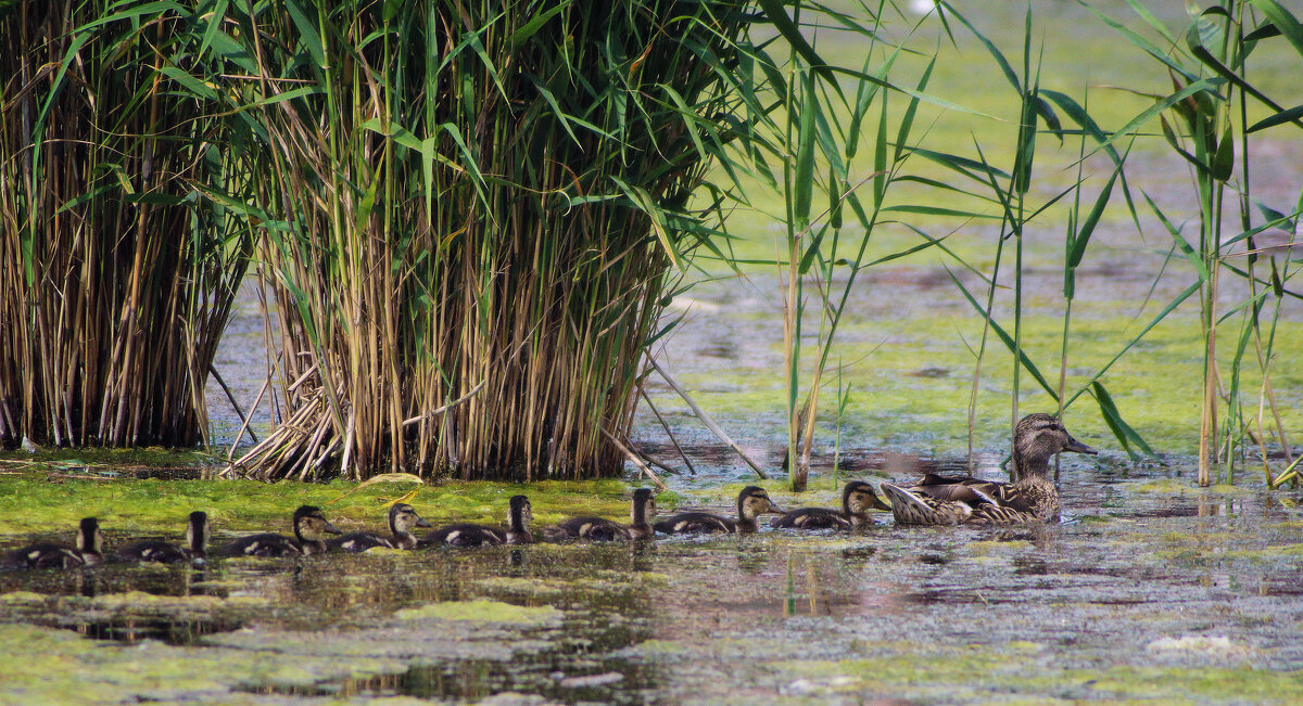 *** - Александр. AVG100 --- *** - Александр. AVG100 ---