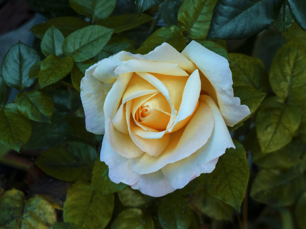 Глория  Дей - Валентин Семчишин