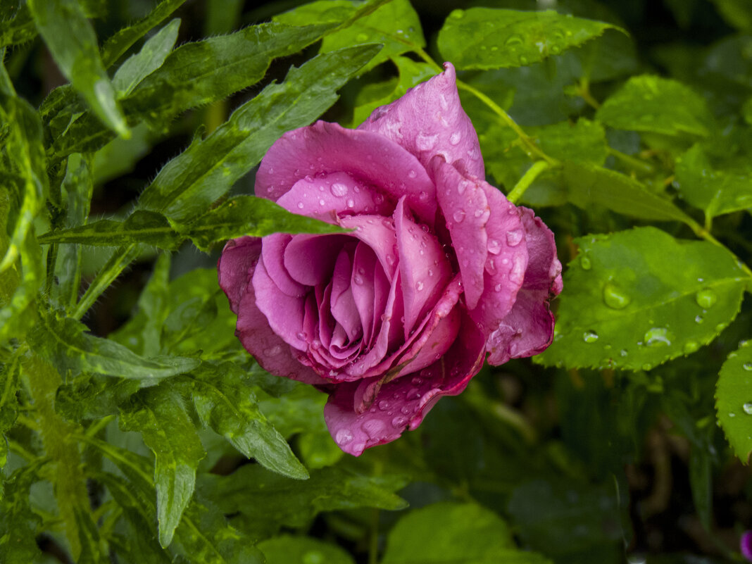 Розовая  роза - Валентин Семчишин