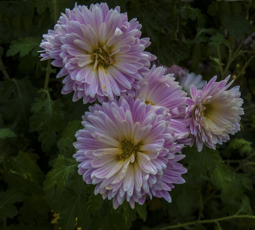 Хризантемы - Валентин Семчишин