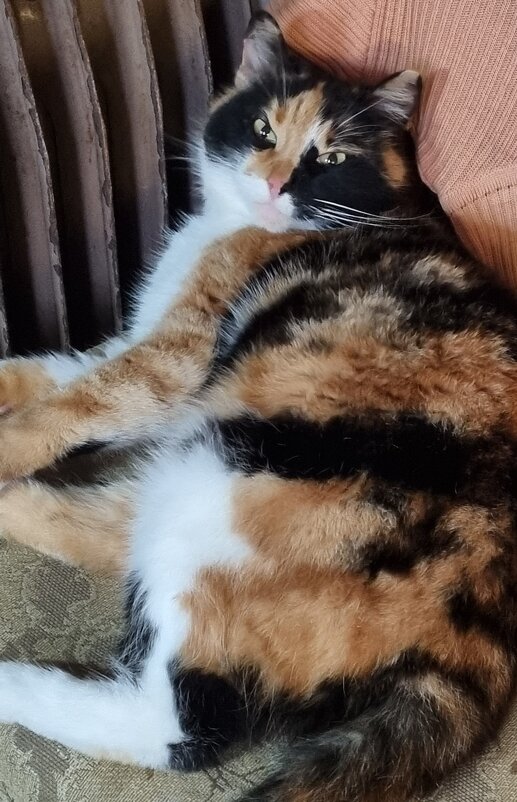 Сонный день :) - Наталья Сонный день :) - Наталья