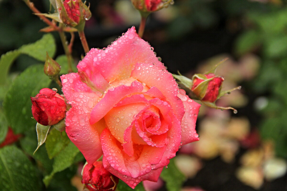 ...после дождя... - Александр Герасенков