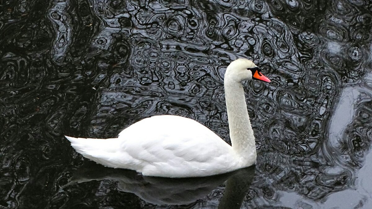 Лебедь на пруду городского сада. - Милешкин Владимир Алексеевич 