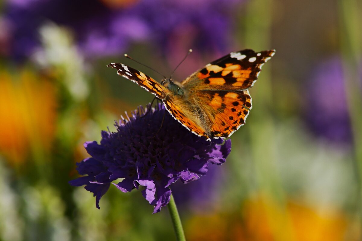 О лете - Юрий. Шмаков