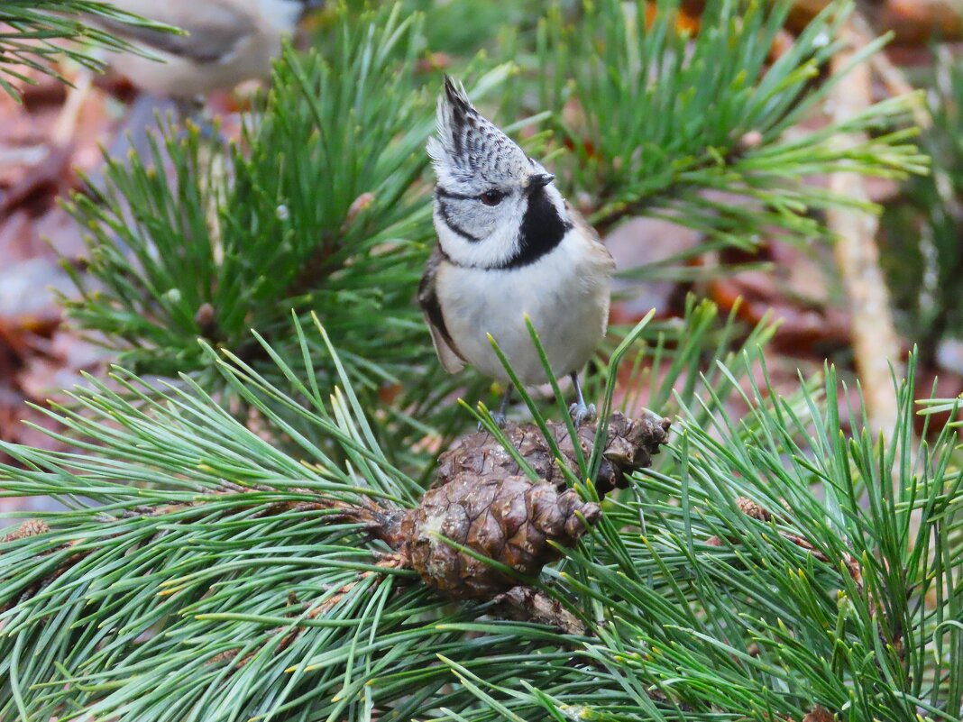 Гренадерка - Ольга Митрофанова