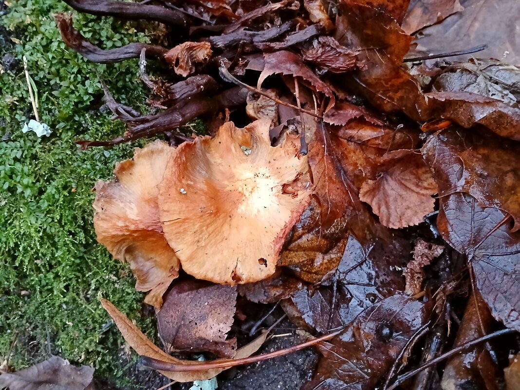 Ещё живы опята :-) - Лия ☼ Ещё живы опята :-) - Лия ☼