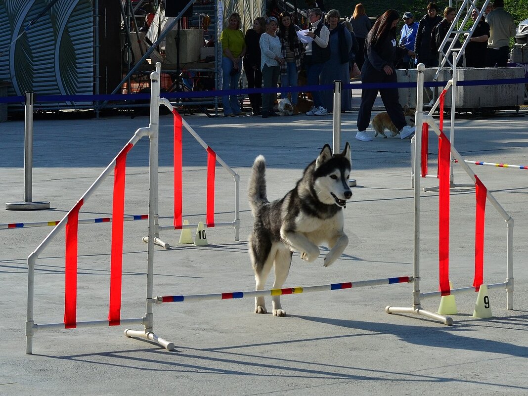 Хаски чемпион - Александр Рыжов