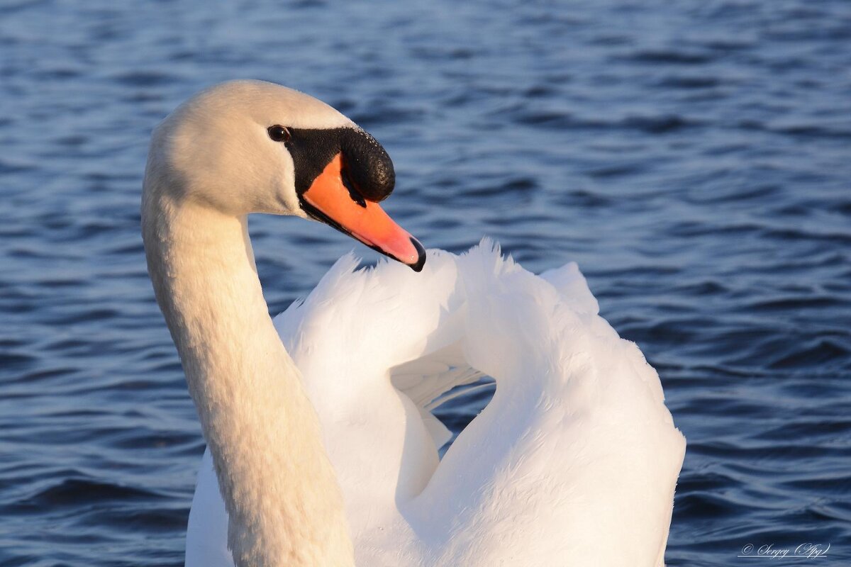 Красавец. - Sergey (Apg)