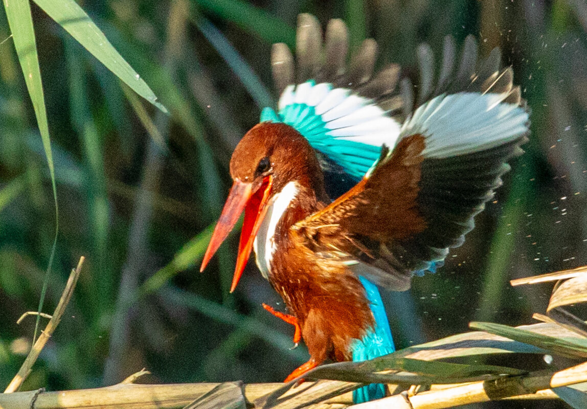 fishking - Адик Гольдфарб