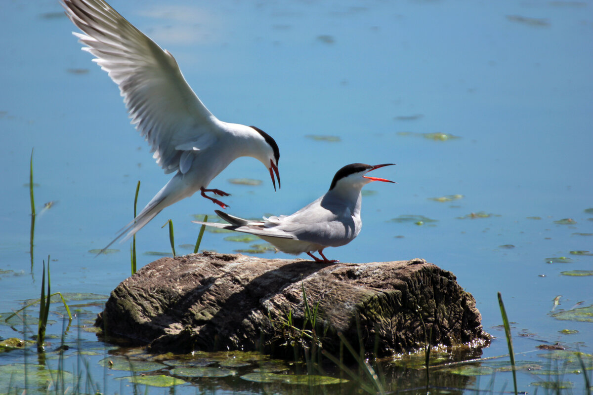 Малые крачки - Ната Волга