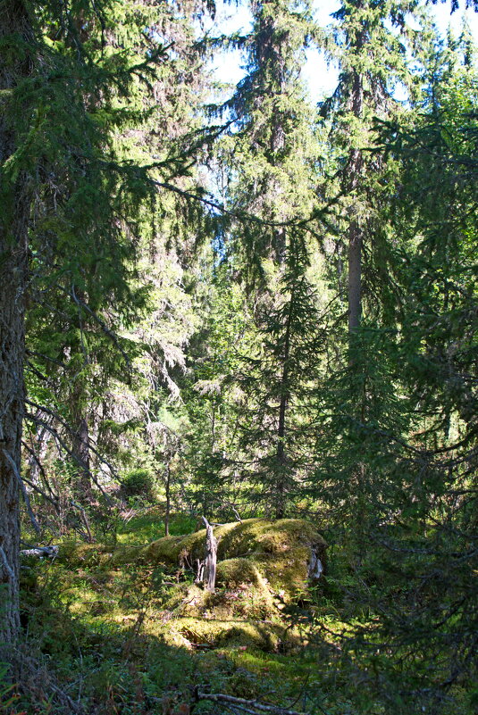 Тайги кусочек. - ВикТор Быстров