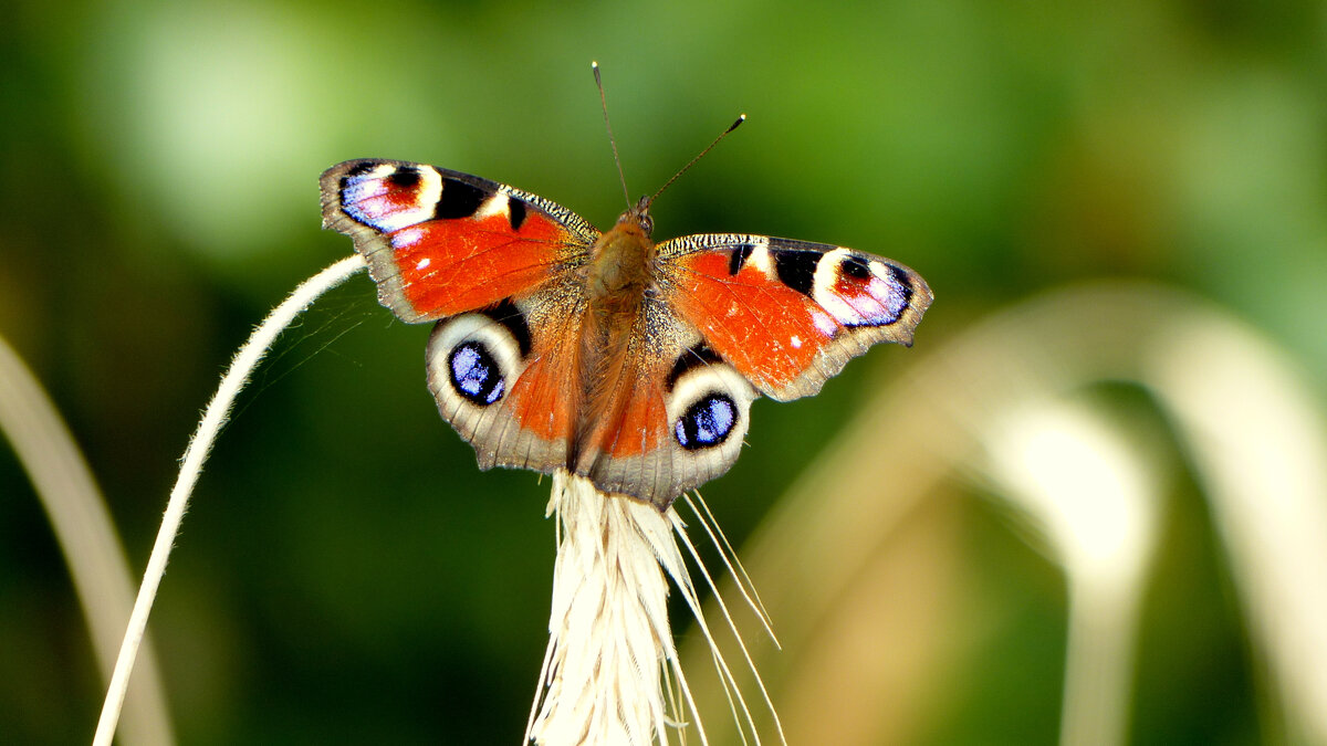 опять про бабочек...204 - Александр Прокудин