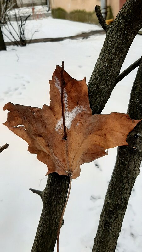 Зима 2025. Февраль - Наталья Герасимова Зима 2025. Февраль - Наталья Герасимова