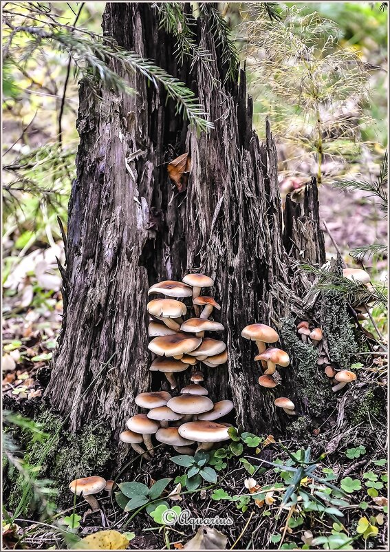 Пенёк... - Aquarius - Сергей