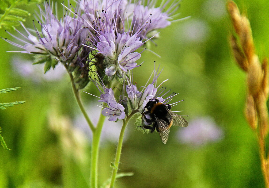 ...про шмеля и фацелию... - Александр Герасенков
