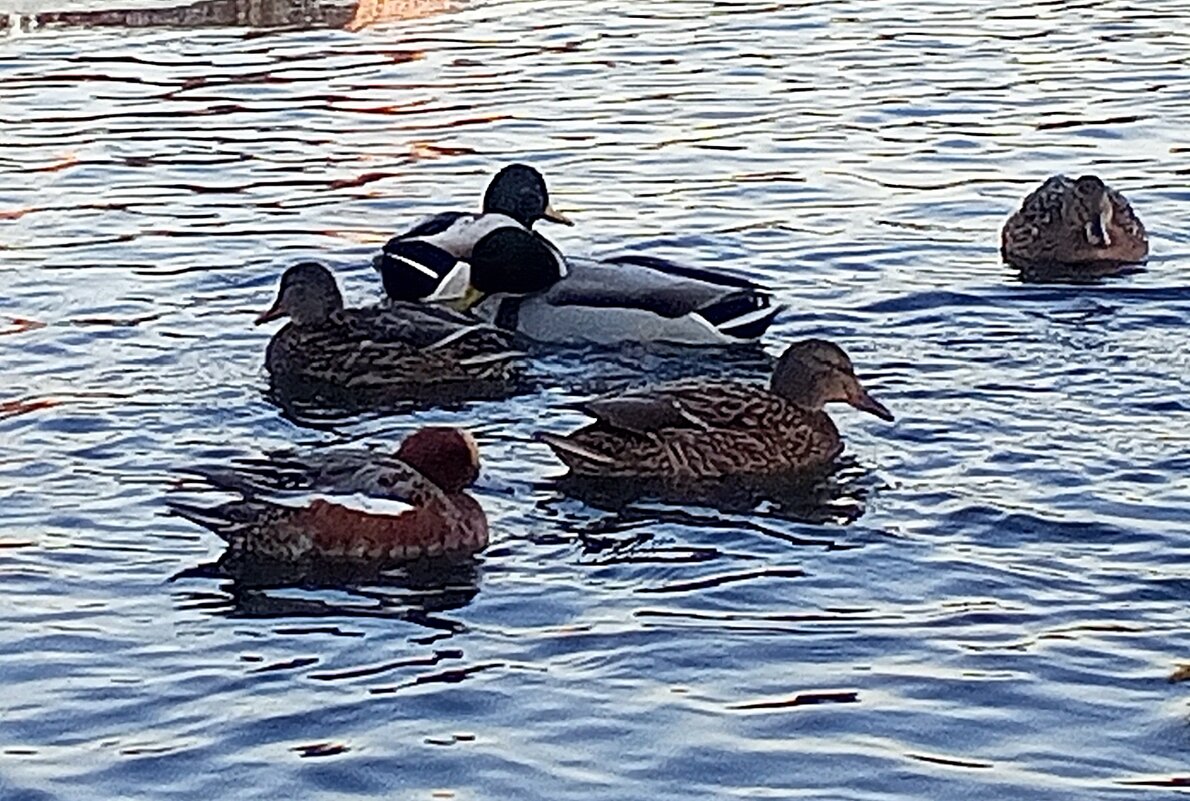 Утки - Сапсан 