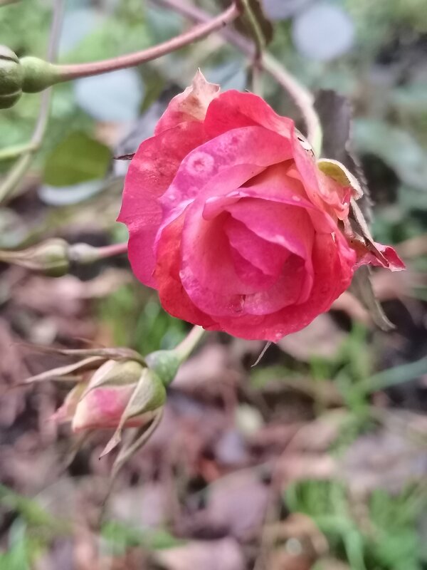 Роза декабря - Любимова Ольга 