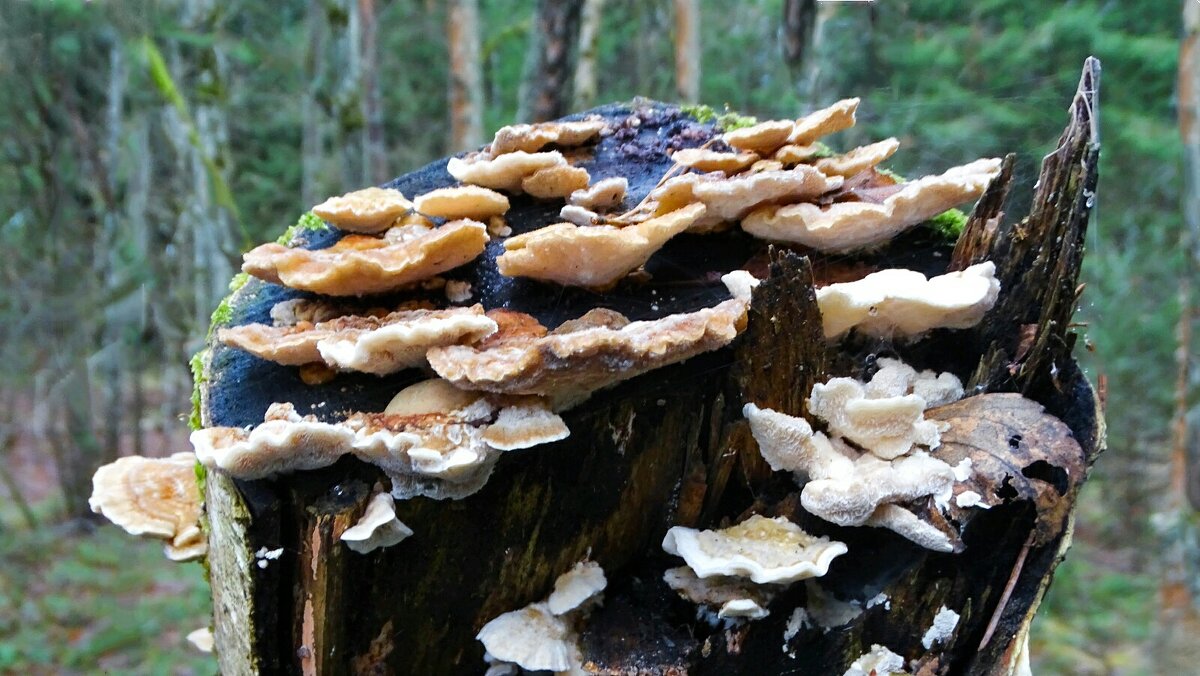 Древесные грибы на старой берёзе. - Милешкин Владимир Алексеевич 