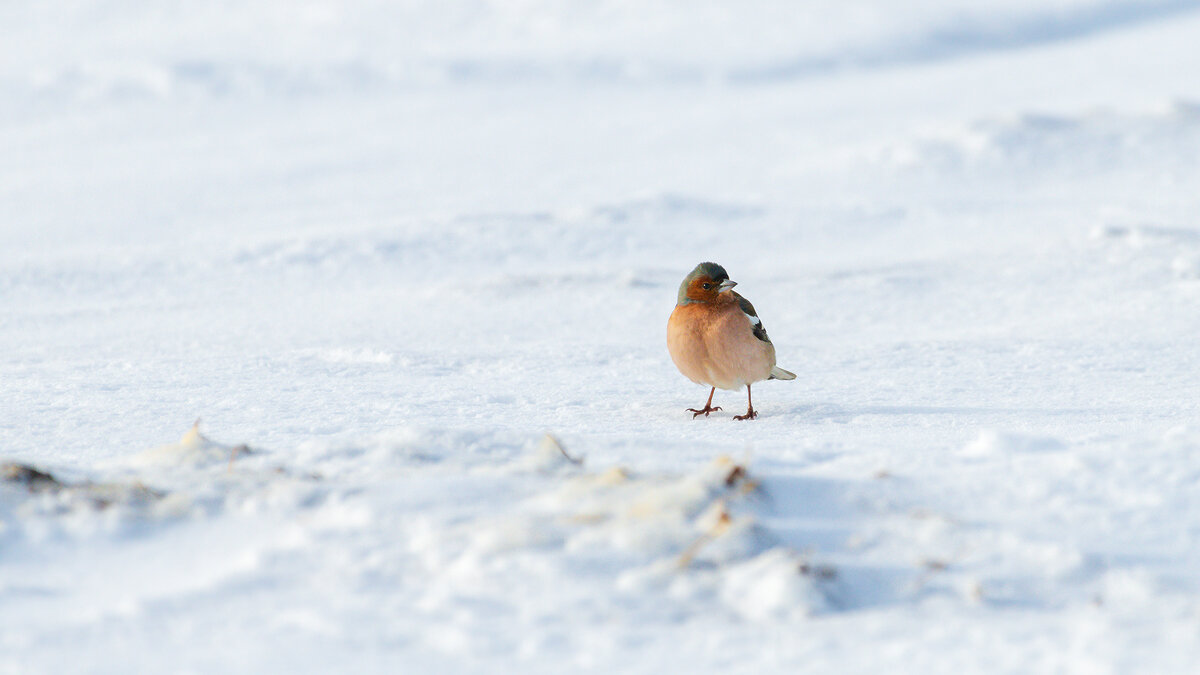 Зяблик на снегу - Владимир Лазарев
