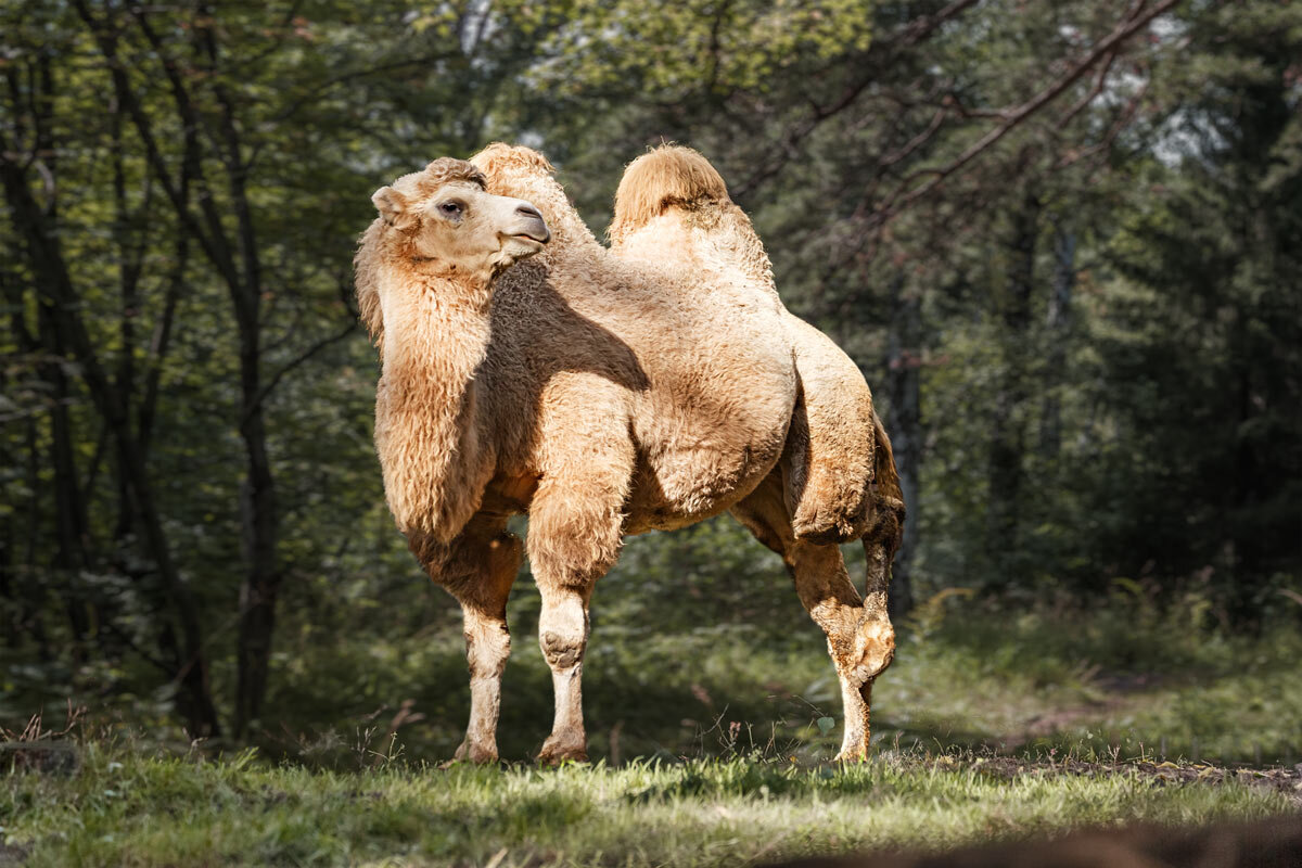 Верблюд - SanSan 