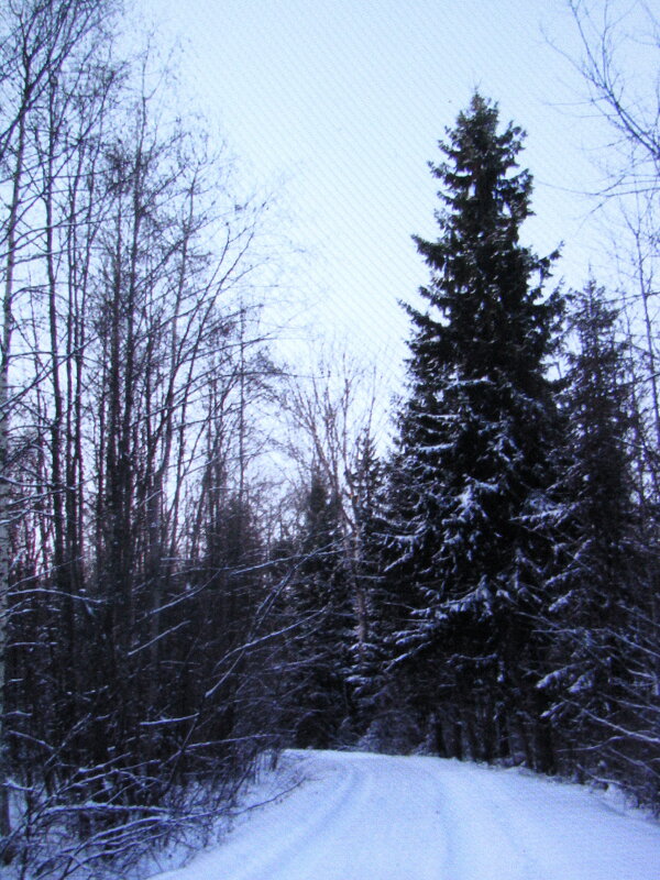 Стройная ёлочка - Людмила Смородинская