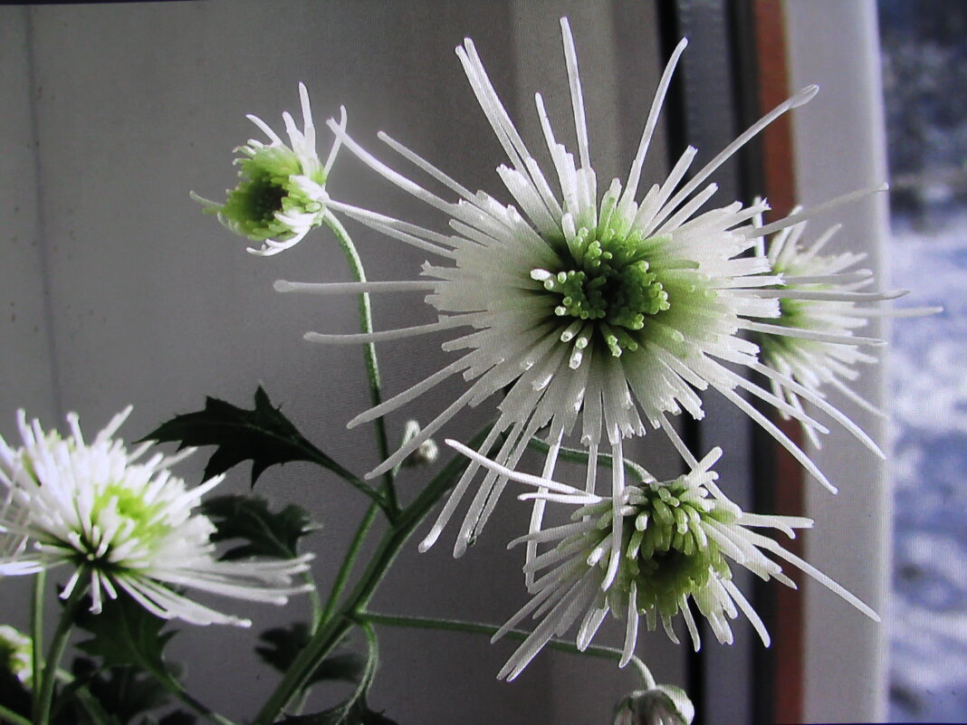 Красота на окошке - Людмила Смородинская Красота на окошке - Людмила Смородинская