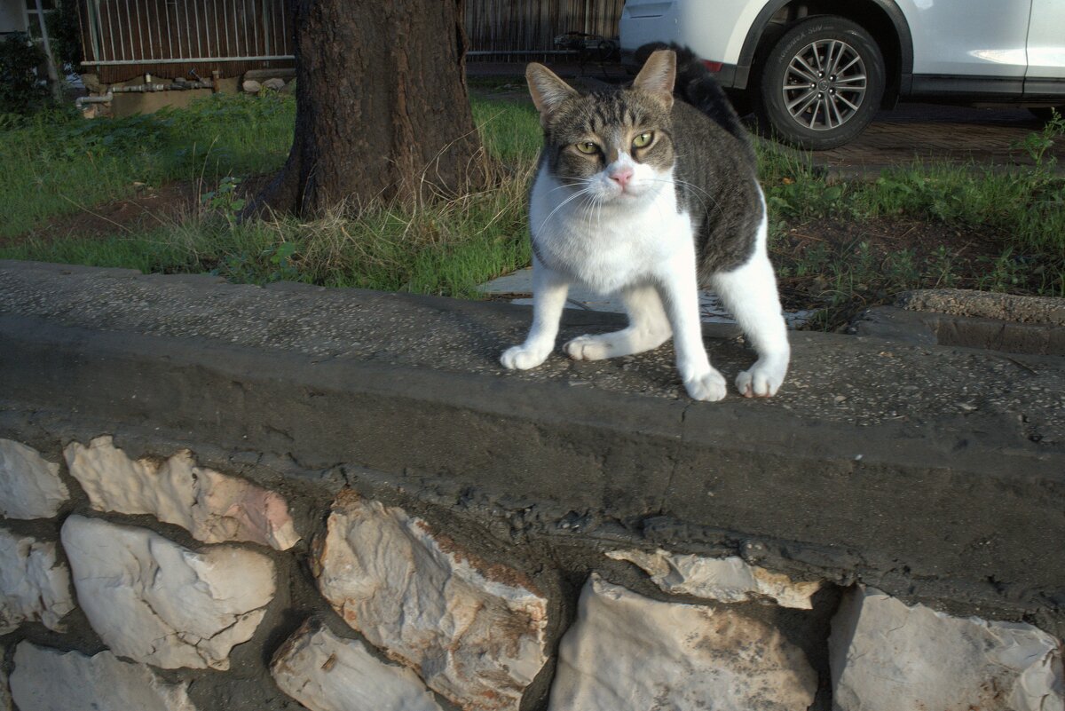 КОШКИ НАШЕГО ГОРОДА  2025г - ujgcvbif 