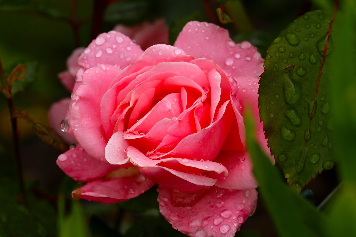 Доброе утро - Юрий. Шмаков