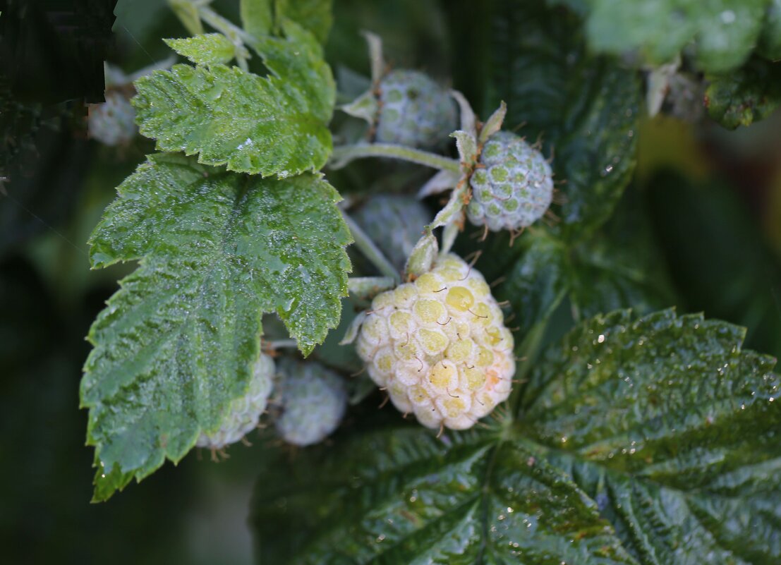 Малина - ZNatasha -