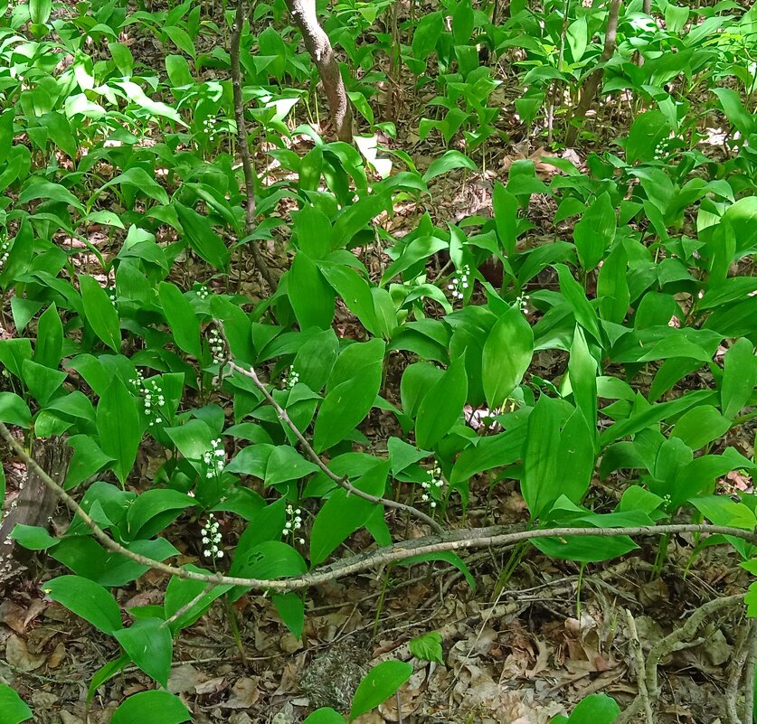 взгрустнулось по ландышам - Елена Шаламова