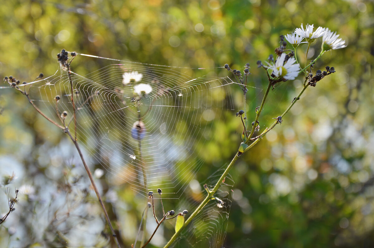 Блестит на солнце паутинка, ромашка дремлет на ветру... - Надежда Куркина 