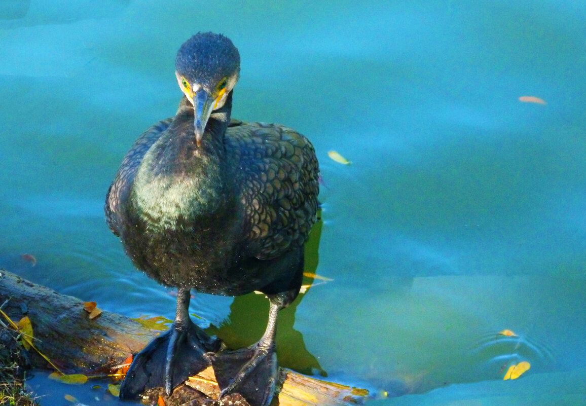 Я не в  духе ..... - Валентин Семчишин