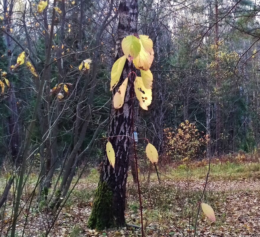стоит статуя глазами вниз - Владимир 